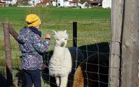 Die Alpakas Paco und Luke